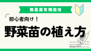 初心者必見！野菜苗の植え方とポイント完全ガイド 